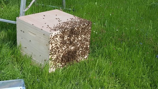 Bienenschwarm zieht in Beute ein